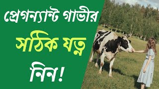 প্রেগন্যান্ট গাভীর সঠিক যত্ন নিন।গর্ভবতী গাভীর সঠিক যত্ন।প্রেগন্যান্ট গরুর সঠিক লালন পালন।গরু পালন