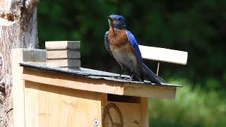 Eastern Bluebird Sings Mating Call