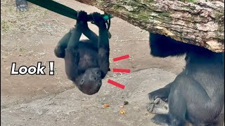 スモモもうすぐ2歳9ヶ月🥰The baby gorilla will soon be 2 years and 9 months old