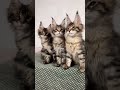 imported pure mainecoon cat kittens available in mumbai mainecooncat mainecoonkittens goa india