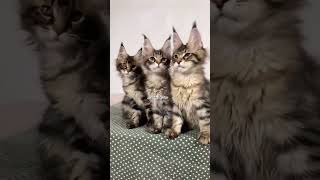 Imported Pure Mainecoon Cat Kittens Available in Mumbai #mainecooncat #mainecoonkittens #goa #india