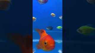 Lionhead Gold Fish || Gold Fish || Aquarium Fish #shorts #fish #unstoppable #oranda #aquarium #short