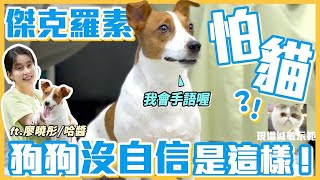 傑克羅素怕貓貓？狗狗沒自信原來這樣！Ft.廖曉彤/哈醬｜熊爸估狗