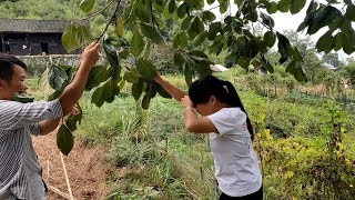 为了吃上了这果子，秋子也是拼了，被树上掉下的枯枝打得额头起包