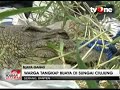 kerap mangsa ternak seekor buaya ganas ditangkap warga