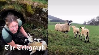 Heroic shepherdess rescues lambs stuck in water pipe