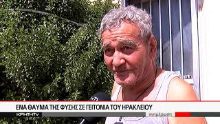 Βασιλικός για ρεκόρ γκίνες στα Καμίνια