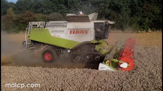 Harvest 2021 - PW \u0026 AP Alden's Claas Lexion 600TT cutting wheat in Norfolk, Part 2