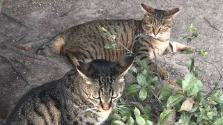 喧嘩っ早いのにものすご弱いキジトラ猫ヤンキジ