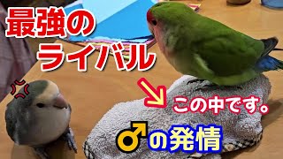 【まるで犬のように賢いコザクラインコ】♂インコの発情抑制は難しい…🤔後半コザクラインコの鳴き声