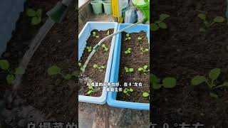 种植乌塌菜全过程（一）冬天蔬菜不生长怎么办？12月底还能种什么菜？ #种植小技巧 #乌塌菜 #我的小菜园 #阳台种菜 #三农