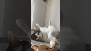 くねくねポーズでねんねの甘えんぼ猫あおい🐈whitecat【猫動画】