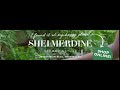 shelmerdine garden center touching ferns