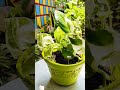 ঘরে বাইরে ও জলে এর বৃদ্ধি সর্বত্র n joy pothos এর যত্ন minivlog shorts gardening gardeningtips