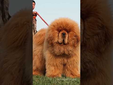 How much is a Tibetan mastiff puppy worth?