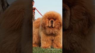 Tibetan Mastiff Price: How Much Do They Cost?