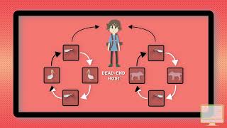 Japanese Encephalitis Explained