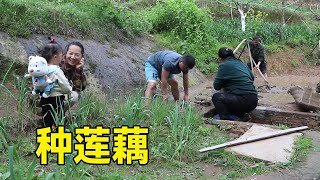 思雨挖莲藕回来种，期待夏天能观赏到荷花，生活好惬意！【幺妈和幺叔】