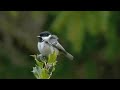 coal tit singing