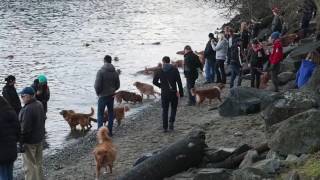 Lower Mainland Toller Walk