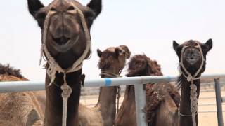 Video: The history of the camel auction