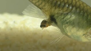 How Guppies Mate And Give Birth To Live Young