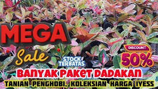 Aglaonema Sehat, Banyak Promo Kualitas Rawatan Terbaik, Eh Ada Baby Aglonema Juga Disini. eps 1240