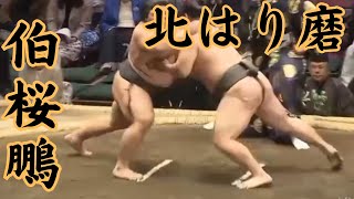 好取組に期待! 伯桜鵬VS北はり磨 令和6年1月場所7目#sumo #相撲