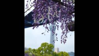 2015.4.29 亀戸天神社藤祭り