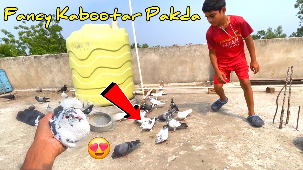 Fancy Kabutar Pakda Aajрџґі Youtube