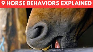 Why Do Horses Do That? 9 Horse Behaviors Explained!