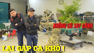 Nam Lê tư duy hết tầm xử lý một cốt sanh không có tay cành, quá khoai | NamLe Bonsai