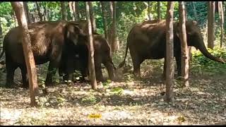 40 wild elephants reach rubber estate in Kerala. Palappilly Forest Range in Thrissur.