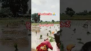 మన రైతు బిడ్డలు వరి మల్ల లో వరి నాటు వేస్తున్నారు #farming #viralshorts#video#agriculture🙏🌾👍👈