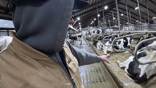 Bedding over 500 Cows With Manure Solids