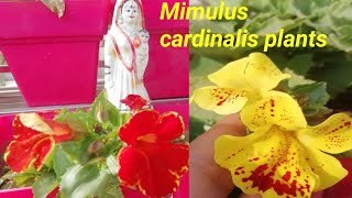 🌹🥀Mimulus cardinalis /Scarlet monkey flowers winter flowering plants care tips. #plterracegarden.