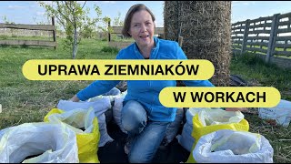 Ziemniaki Uprawiane W Workach - Metoda Nr 2 Na Wielkie Zbiory