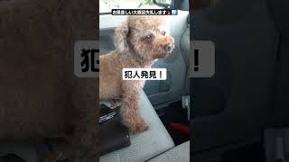 高齢犬の日常🐶犯人をつかまえろ#逮捕の瞬間#にくきゅう #トイプードル #老犬