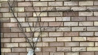 How To Winter Prune Wisteria, How To Prune And Train Wisteria