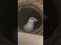 【文鳥】ご飯炊けた音にビビる