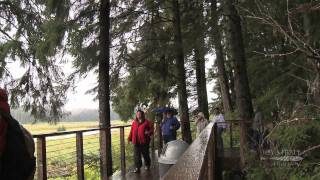 Icy Strait Point  Whales, Wildlife, \u0026 Brown Bear Search