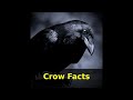 Fakta Gagak | 20 Fakta Sebenarnya CROWS untuk Anak dengan Audio | Video Edukasi Anak Hewan Burung