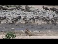 Lioness charges into a wildebeest herd at the waterhole