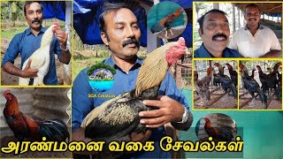 அரண்மனை வகை சேவல்கள் கோழிகள் வளர்ப்பு பண்ணை |பொள்ளாச்சி