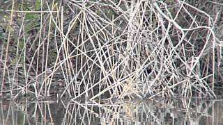 2010.02.21 野鳥公園 サンカノゴイ捕食