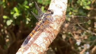 オキナワオオシオカラトンボ　メス♀　 Orthetrum melania ryukyuense　沖縄のトンボ　Dragonfly　insects