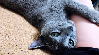 【猫動画】嫁の腕にくっつきたいロシアンブルー【russianblue】Russian blue that wants to stick to the bride's arm