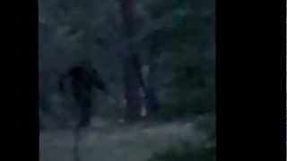 A Possible Sasquatch in the Truchas NM Woods?