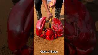 Catching Seafood 🦀🐙 Deep Sea Octopus (Catch Crab, Catch Fish) - Tik Tok | #Shorts