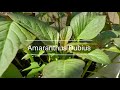 Garden| Amaranthus Dubius - Red Spinach or Kalunay Reseeding Every Year